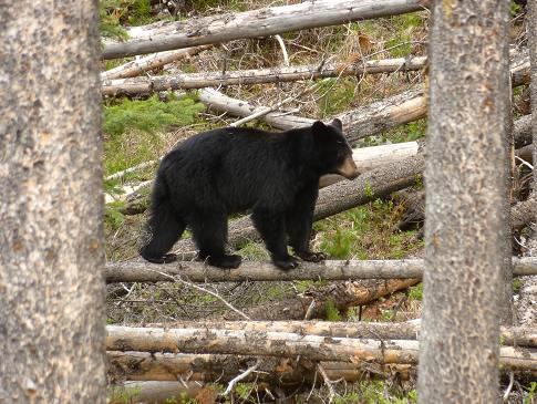 Montana Wildlife Photo of Black Bear