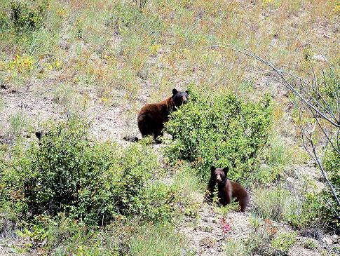 Montana Wildlife Scenery Photo