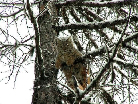 Montana Wildlife Photo of Bobcat