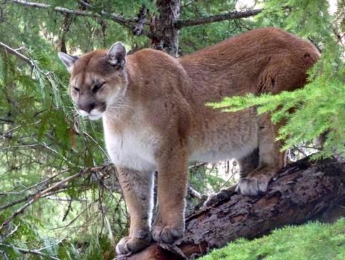 Montana Wildlife Photo of Mountain Lion