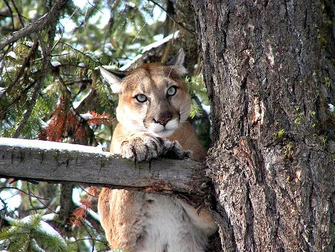 Montana Backcountry Outfitters Mountain Lion Photo