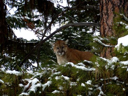 Montana Backcountry Outfitters Mountain Lion Photo